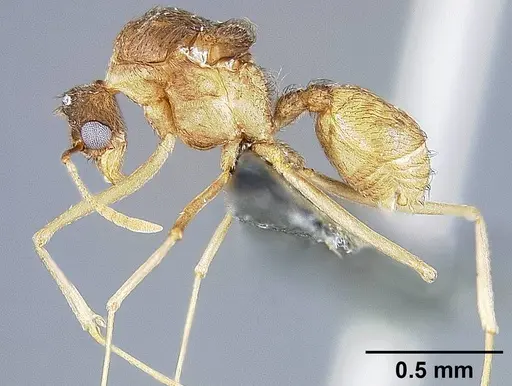 Sericomyrmex opacus - USNMENT01125314