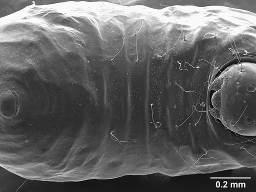Sericomyrmex opacus - USNMENT01125317