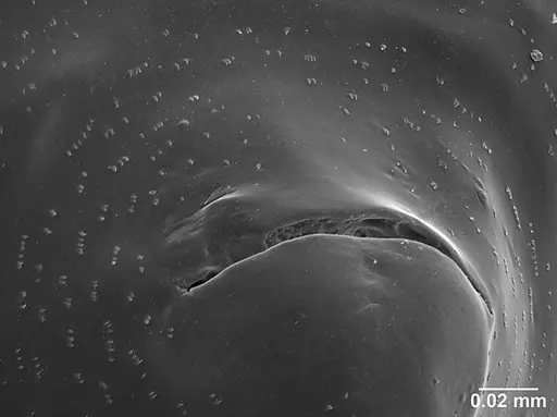 Sericomyrmex opacus - USNMENT01125317