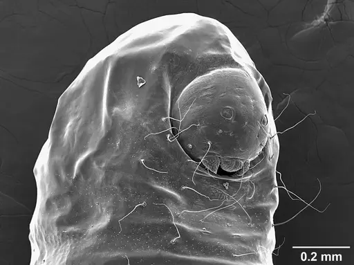 Sericomyrmex opacus - USNMENT01125317