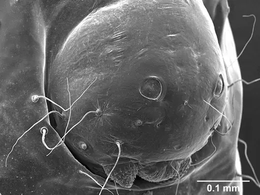 Sericomyrmex opacus - USNMENT01125317