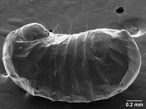 Sericomyrmex opacus - USNMENT01125317