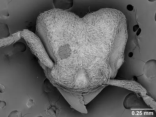 Sericomyrmex opacus - USNMENT01125331