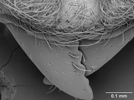 Sericomyrmex opacus - USNMENT01125331