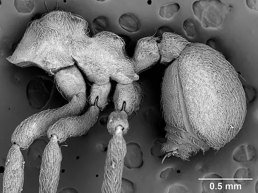 Sericomyrmex opacus - USNMENT01125331