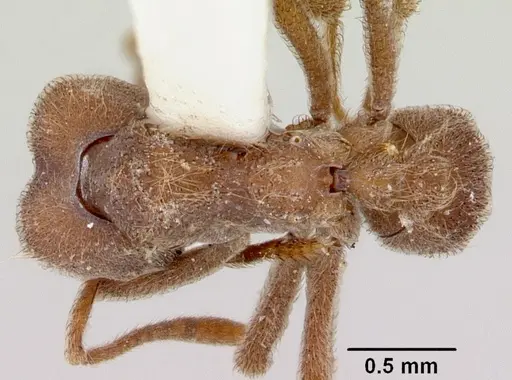 Sericomyrmex parvulus specimen