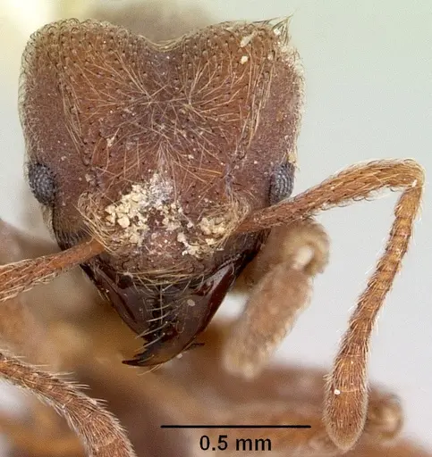 Sericomyrmex parvulus specimen