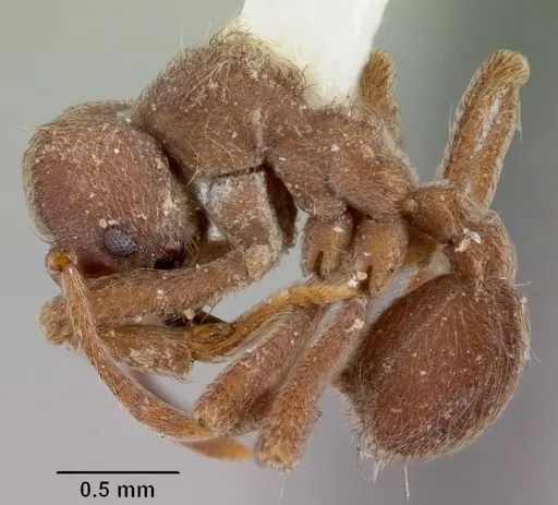 Sericomyrmex parvulus specimen