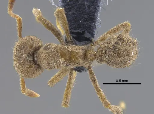 Sericomyrmex parvulus - CBUMAGENT41869