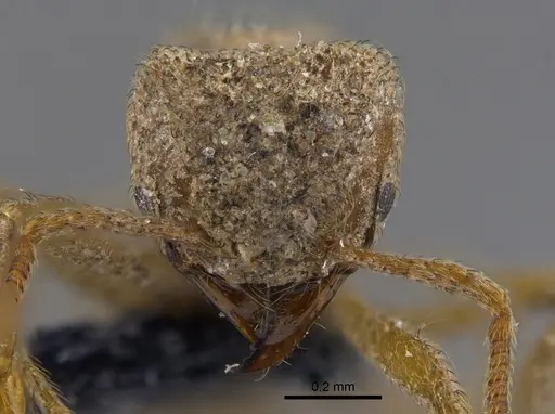 Sericomyrmex parvulus - CBUMAGENT41869