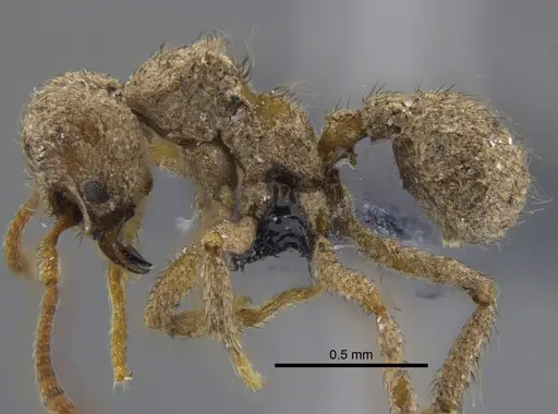 Sericomyrmex parvulus - CBUMAGENT41869