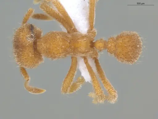 Sericomyrmex parvulus - ECOFOG-MI15-0448-20