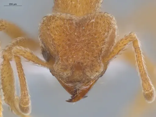 Sericomyrmex parvulus - ECOFOG-MI15-0448-20