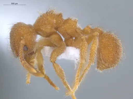 Sericomyrmex parvulus - ECOFOG-MI15-0448-20