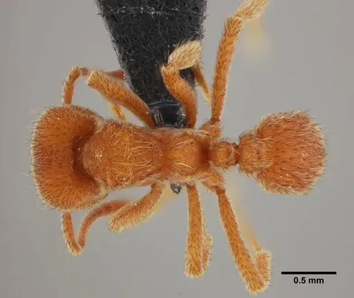 Sericomyrmex parvulus - UFV-LABECOL-000372