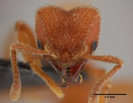 Sericomyrmex parvulus - UFV-LABECOL-000372