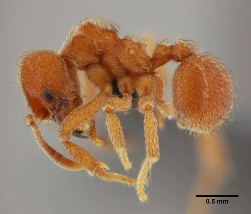 Sericomyrmex parvulus - UFV-LABECOL-000372