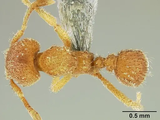 Sericomyrmex parvulus - USNMENT00446157