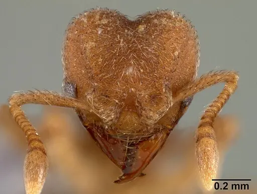 Sericomyrmex parvulus - USNMENT00446157