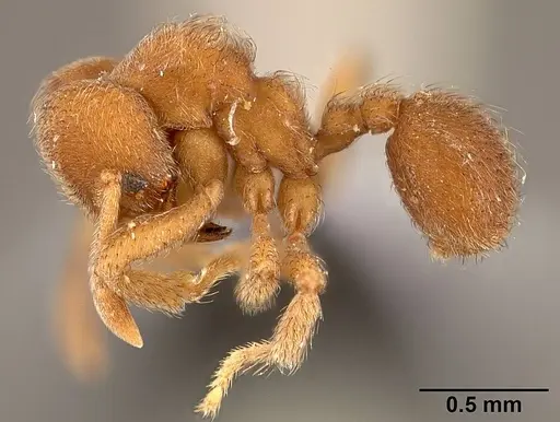 Sericomyrmex parvulus - USNMENT00446157