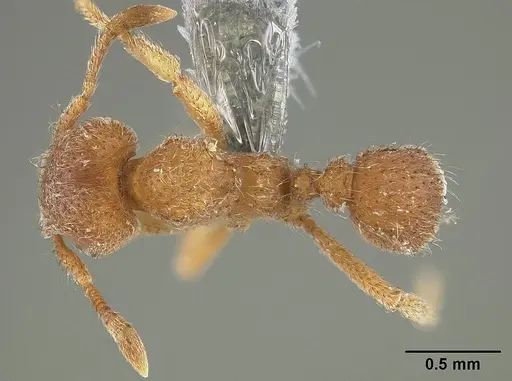 Sericomyrmex parvulus - USNMENT01124296