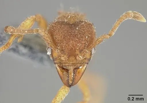 Sericomyrmex parvulus - USNMENT01124296