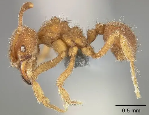 Sericomyrmex parvulus - USNMENT01124296