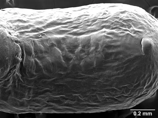 Sericomyrmex parvulus - USNMENT01125592