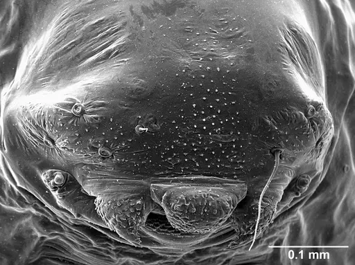 Sericomyrmex parvulus - USNMENT01125592