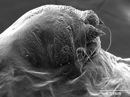 Sericomyrmex parvulus - USNMENT01125592