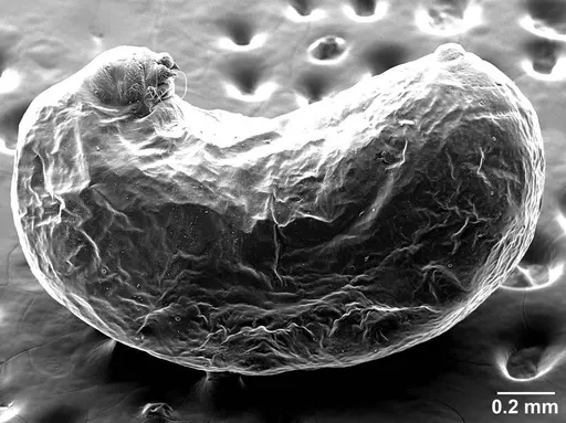 Sericomyrmex parvulus - USNMENT01125592