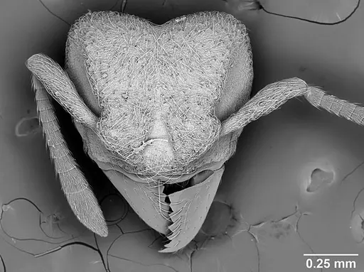 Sericomyrmex parvulus - USNMENT01125593