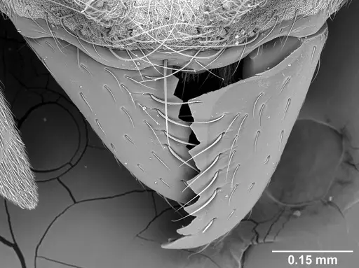 Sericomyrmex parvulus - USNMENT01125593