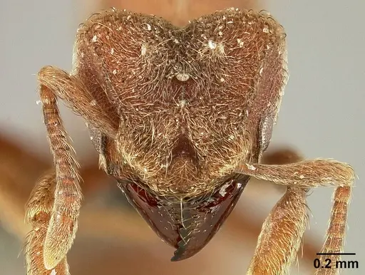 Sericomyrmex parvulus - USNMENT01125594