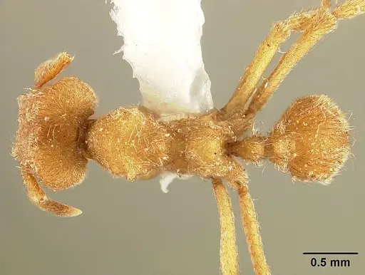 Sericomyrmex radioheadi specimen