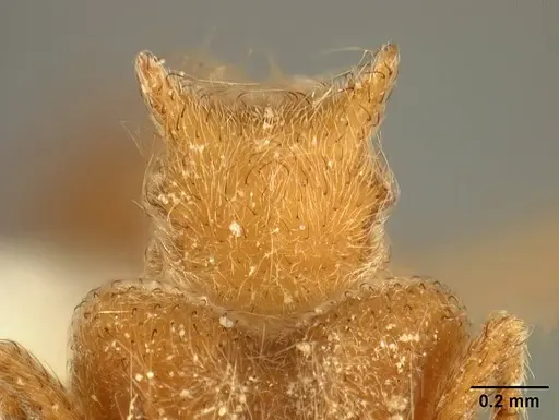 Sericomyrmex radioheadi specimen