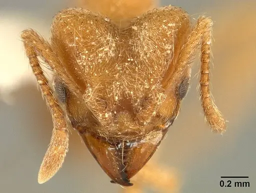 Sericomyrmex radioheadi specimen