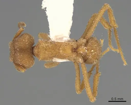 Sericomyrmex radioheadi - USNMENT00924061