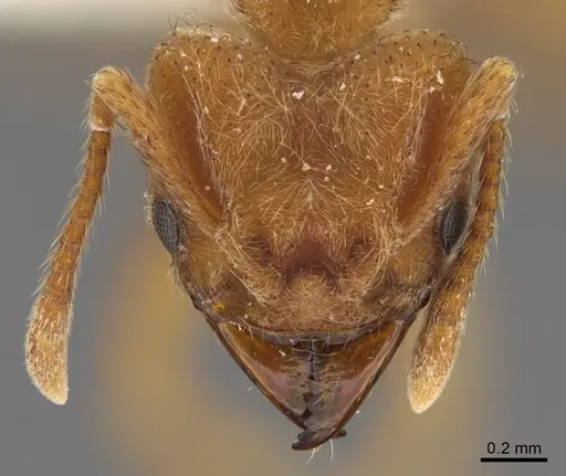 Sericomyrmex radioheadi - USNMENT00924061