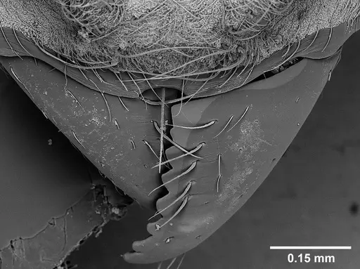 Sericomyrmex radioheadi - USNMENT00924061