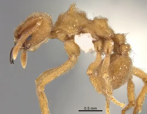 Sericomyrmex radioheadi - USNMENT00924061