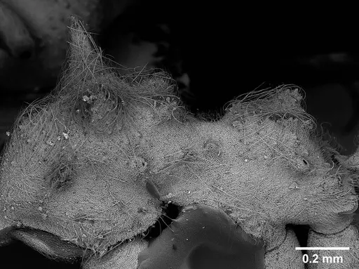 Sericomyrmex radioheadi - USNMENT00924061