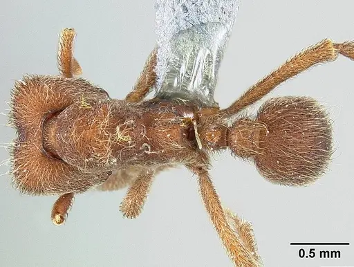 Sericomyrmex saramama specimen