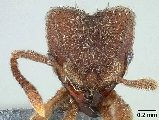 Sericomyrmex saramama specimen