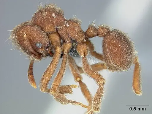 Sericomyrmex saramama specimen