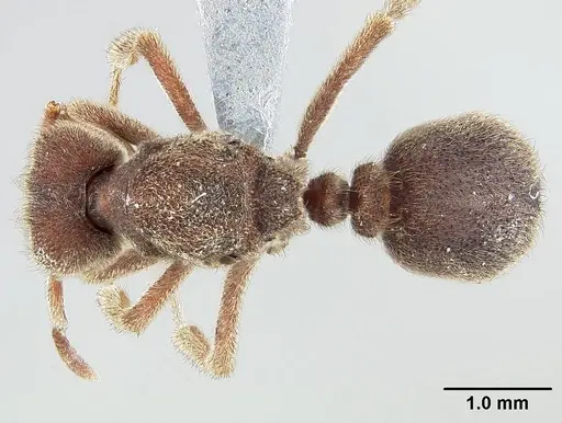 Sericomyrmex saramama - USNMENT00924065