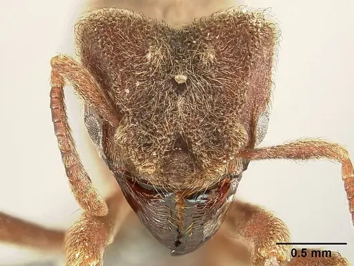 Sericomyrmex saramama - USNMENT00924065