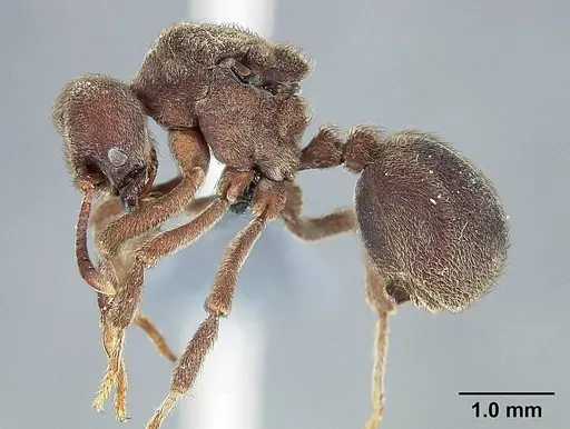 Sericomyrmex saramama - USNMENT00924065