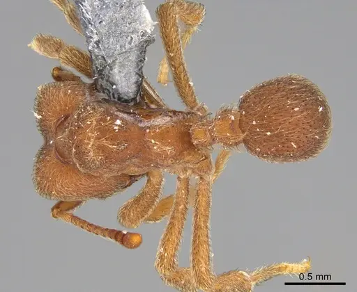 Sericomyrmex saramama - USNMENT00924072