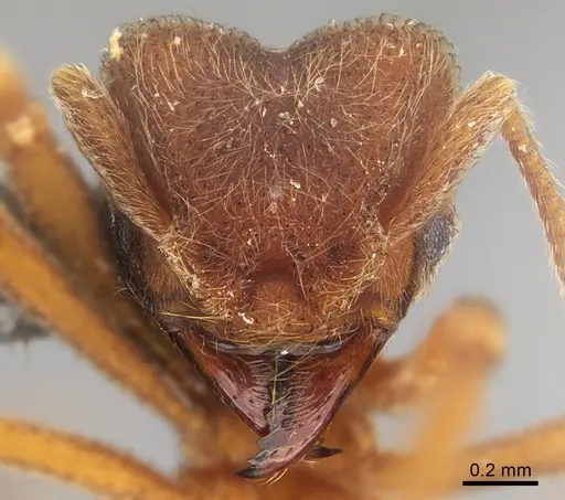 Sericomyrmex saramama - USNMENT00924072